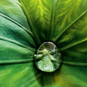 Apple 公布 "在iPhone上拍摄 "微距挑战赛的获奖照片