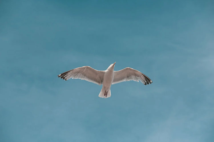 Windows10如何查看历史粘贴板