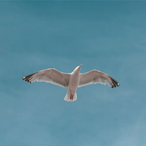 翱翔天空的海鸥