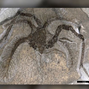 Tomlinsonus dimitrii化石，以及标本的线条图。（图片来源：版权 ROM）