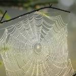 为什么很多雄性动物包括人类都是排泄和生殖共用一个器官，有没有更优的方案？