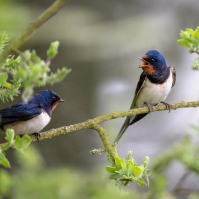 燕子为什么越来越少？