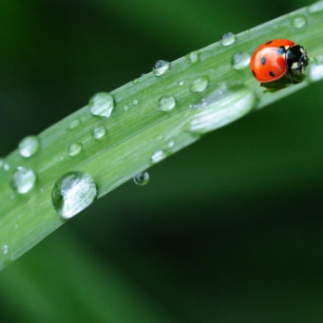昆虫翅膀扯掉后能不能再长出来,比如瓢虫、蚊子?