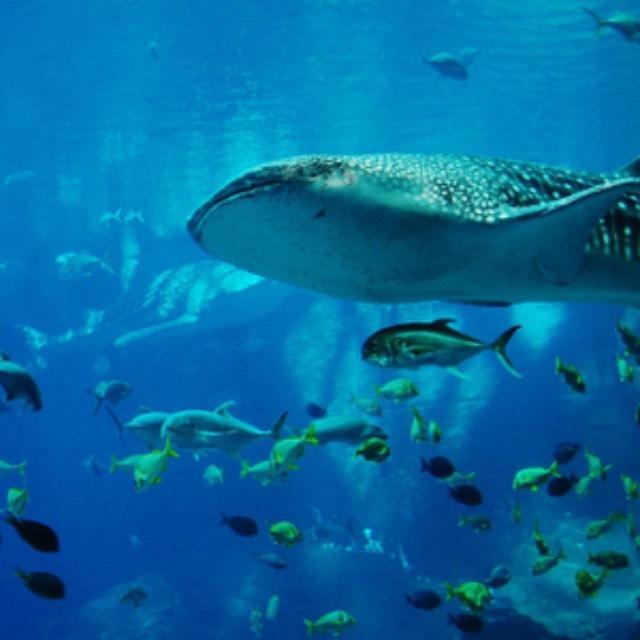 哥布林鲨存活了 1.3 亿年，为什么没有进化成智慧物种，人为什么区区几百万年就可以达到这样的高度？