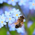 如何区分黄蜂、蜜蜂、马蜂、胡蜂等等各种蜂？