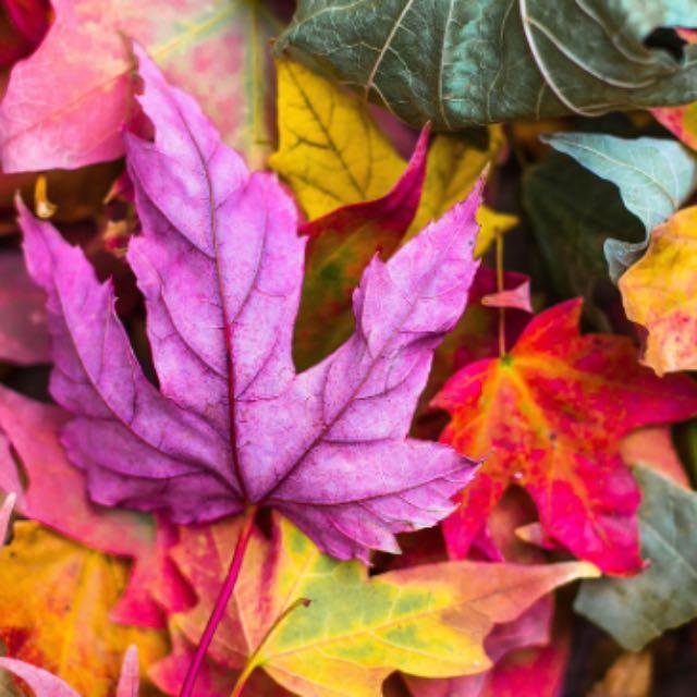 尸体的腐败过程是怎样的？