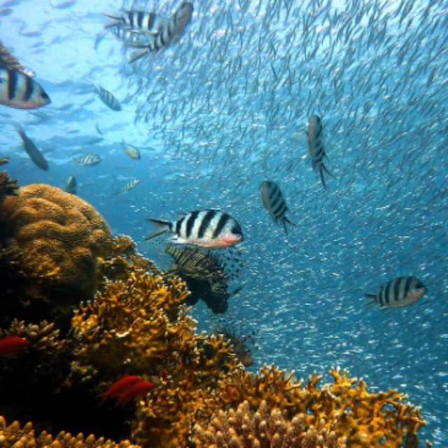 为什么河鱼有很多小刺，而海鱼没有？