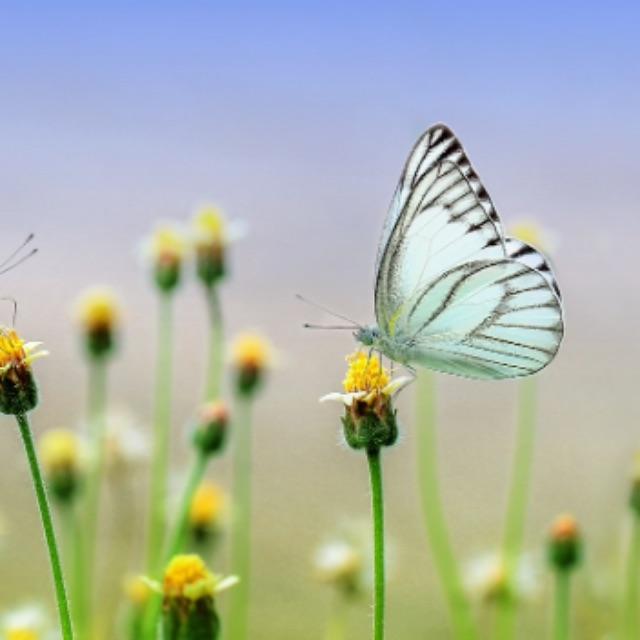 昆虫为什么要进化出蛹这种不利于生存的形态？