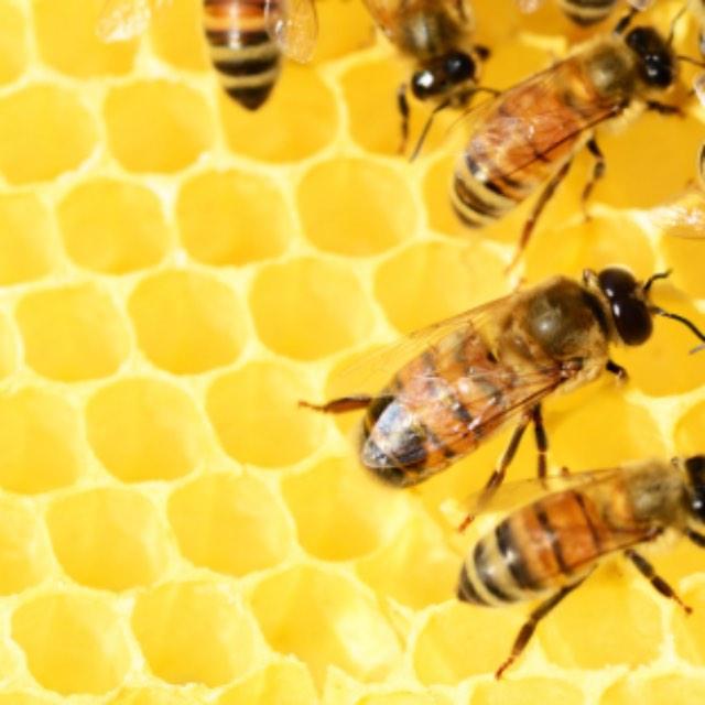 如何向孩子解释「为什么蜂窝都是完美六边形呢」?