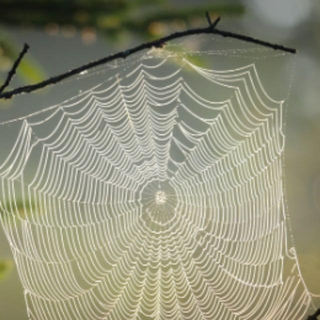 为什么很多雄性动物包括人类都是排泄和生殖共用一个器官，有没有更优的方案？