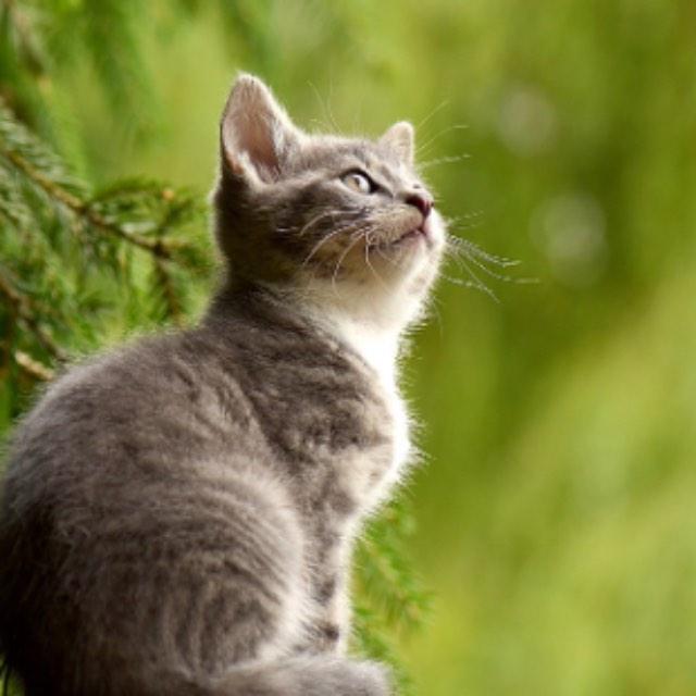 瞎扯 · 如何正确地吐槽