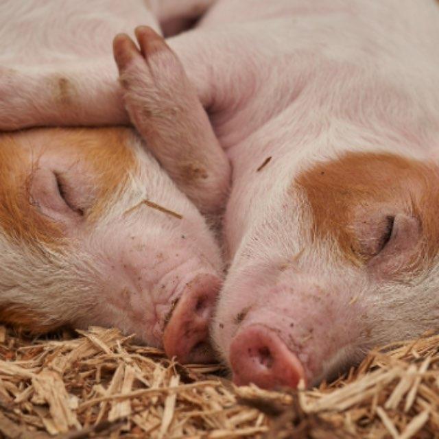 为什么猪每天吃草，吃糠这些低热量没营养的东西还能长这么肥？