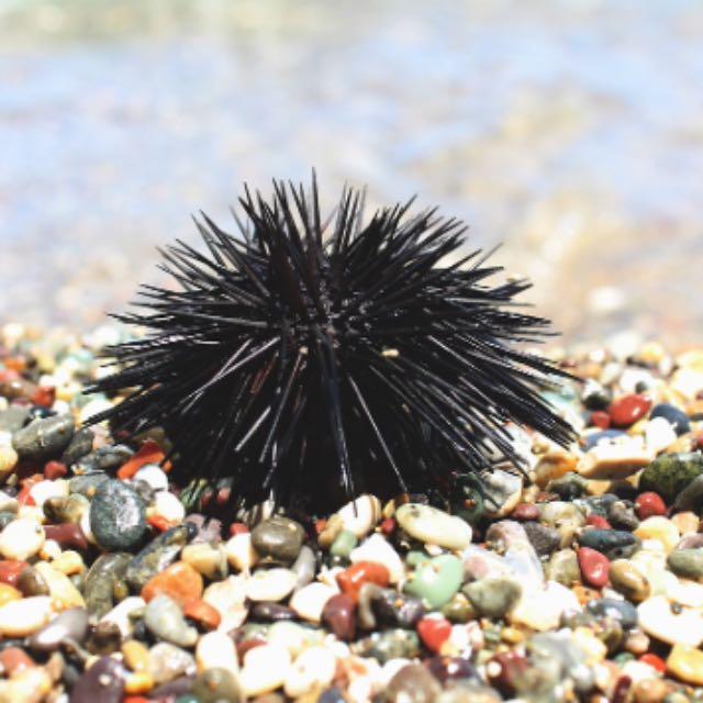 海獭吃海胆为什么不痛风？