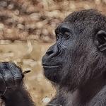 在神经科学领域，有哪些反直觉的研究成果？