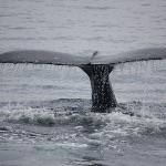 蓝鲸打死过虎鲸吗？