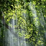 既然生命是为了繁衍生存，为何大部分植物未能演化出避免被吃掉的「武器」？