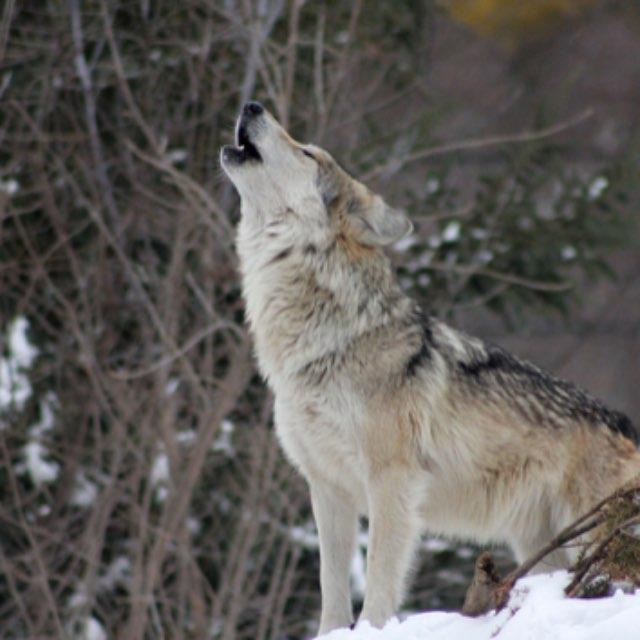 狼是怎么进化成狗的？