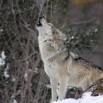 狼是怎么进化成狗的？