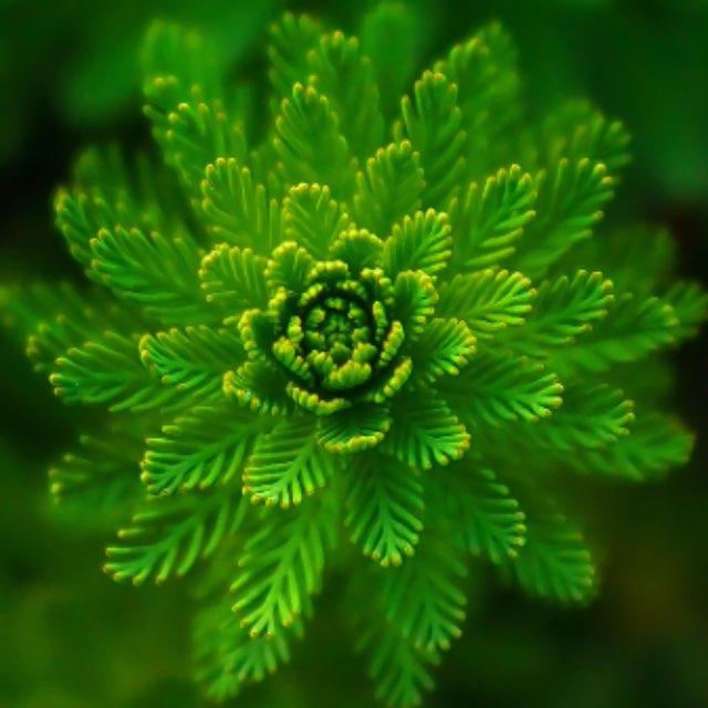 为什么生物都是大体上对称的，有没有不对称的生物？