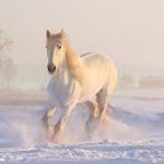 花木兰是否真实存在？