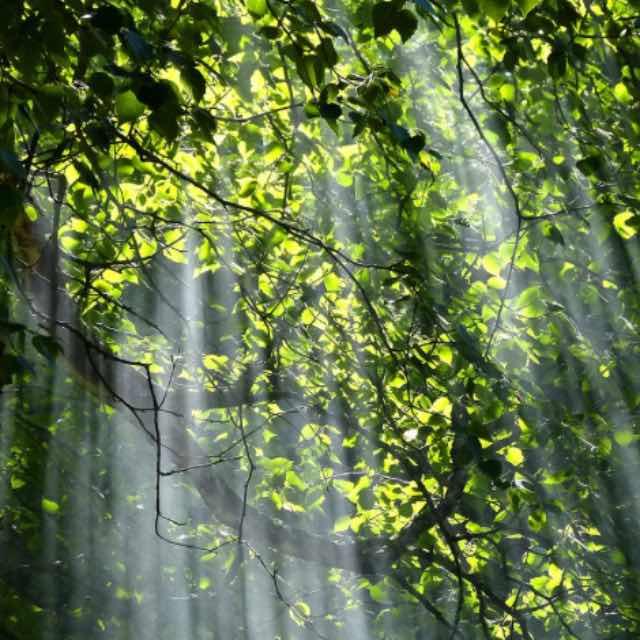 既然生命是为了繁衍生存，为何大部分植物未能演化出避免被吃掉的「武器」？