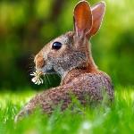 近亲繁殖危害很大，那为什么澳大利亚的兔子能如此泛滥？