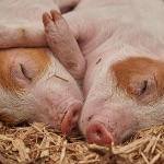 为什么猪每天吃草，吃糠这些低热量没营养的东西还能长这么肥？