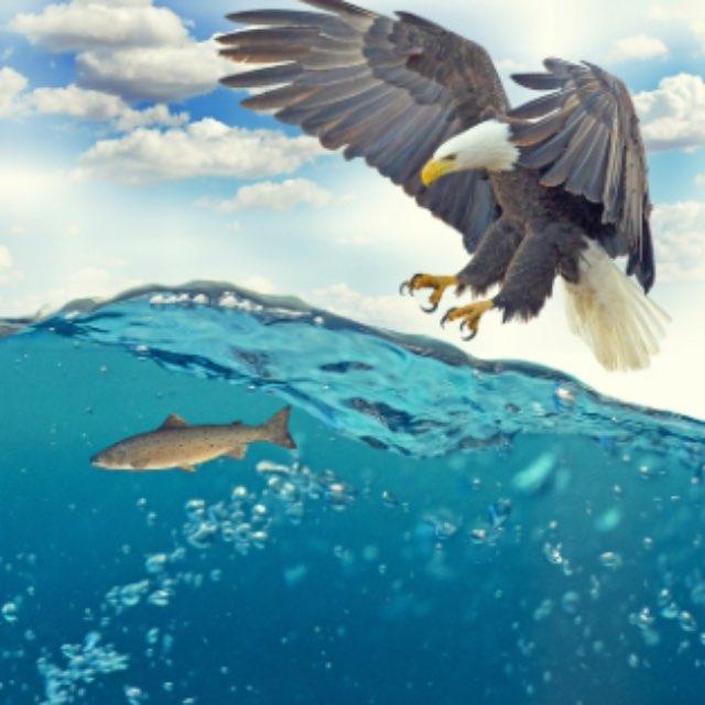 飞鱼为什么要飞出海面？