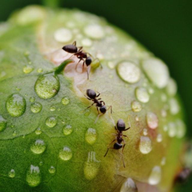 现在有没有独居的蚂蚁？