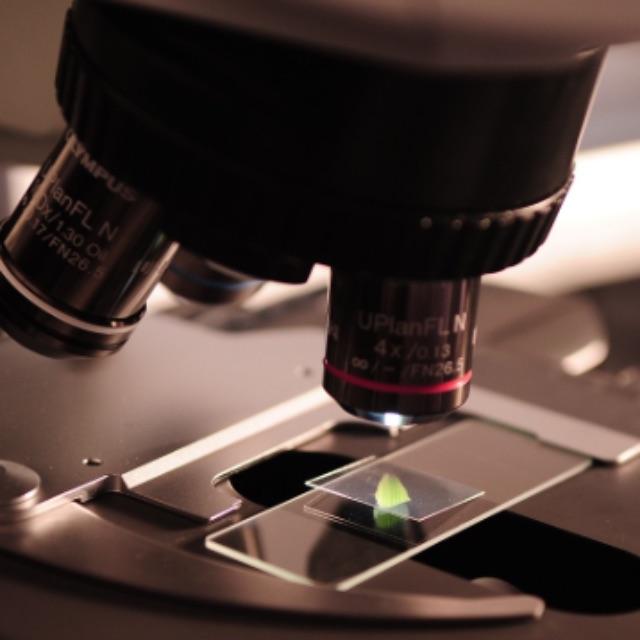 铵根离子是不是相当于特殊的氢离子？