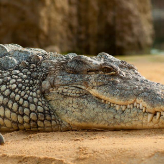 200 斤鳄鱼长期待水里溺水死亡，不少网友表示「活久见」，动植物界还有哪些冷知识让人意想不到？