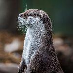 水獭滑雪是出于生活需要还是兴趣？