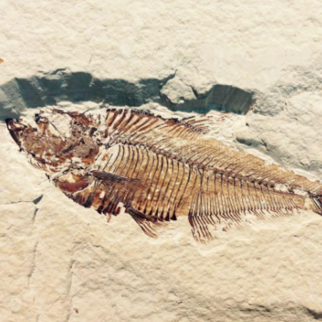 你见过哪些比较「有意思」的古生物名字，背后有着怎样的故事？