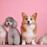 瞎扯 · 如何正确地吐槽