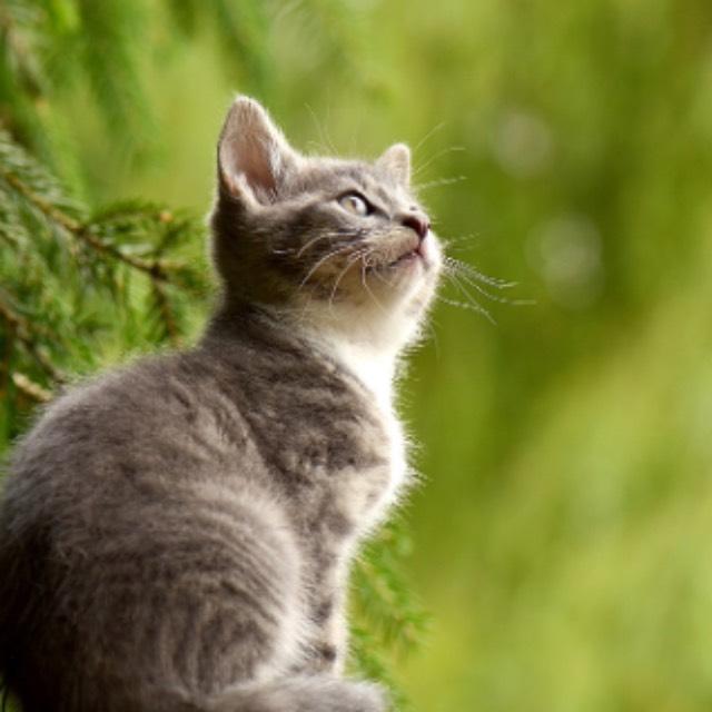 瞎扯 · 如何正确地吐槽