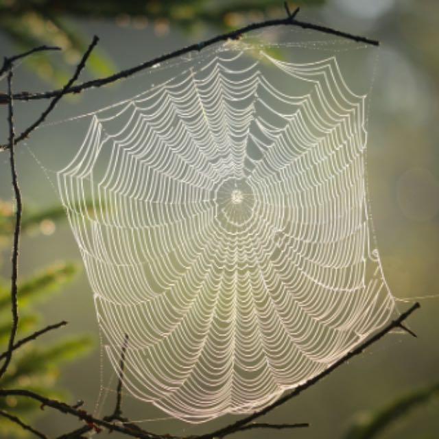 在家养白额高脚蛛吃蟑螂靠谱吗?