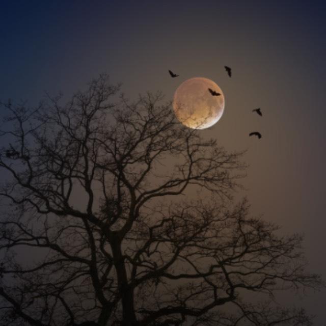 现代蝙蝠到底如何进化而来，为什么科学家会把蝙蝠出现归结于单一基因的改变？