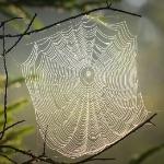 在家养白额高脚蛛吃蟑螂靠谱吗?