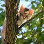 如果不考虑给猫留面子，是猫的反应快还是人的反应快？