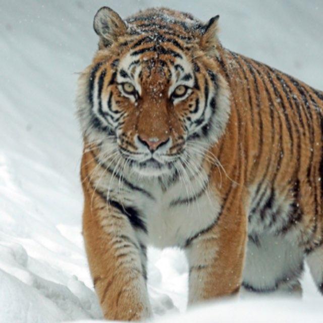 狮子和老虎是不是也是一种豹子？