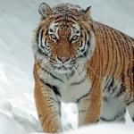 狮子和老虎是不是也是一种豹子？