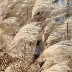 中国西北土壤荒漠化目前都采用了哪些治理措施？