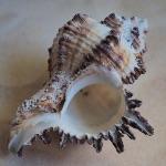 虚数 i 是真实存在的吗？还是被人们创造出的数学工具？