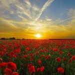 有哪些发明本意是造福人类最后却给人类太多伤害？发明者有后悔过吗？