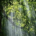 为什么植物没有进化出大脑或者思想体？