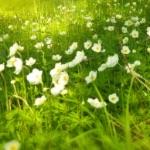 石楠花闻起来有精液的味道，为什么很多学校种石楠花？