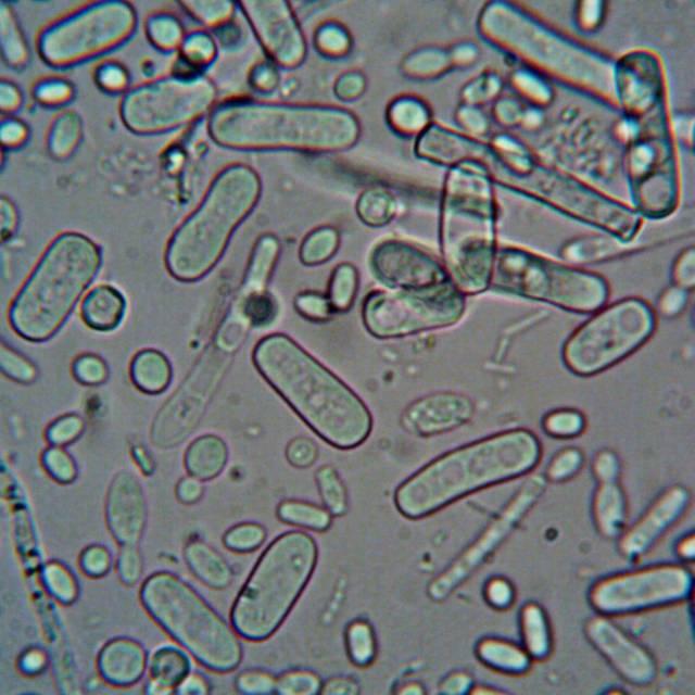 为什么线粒体 DNA 只能通过母亲传给孩子？