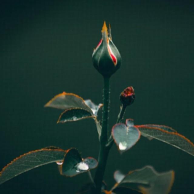 为什么武昌起义后清政府迅速土崩瓦解了?