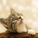 如何判断流浪猫是否想被抱回家？