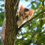 猫的身体为什么这么软？